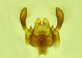  Fig 13,  Anthidium michenerorum  male dorsal genitalia, photo from Gonzalez and Griswold 2013 
